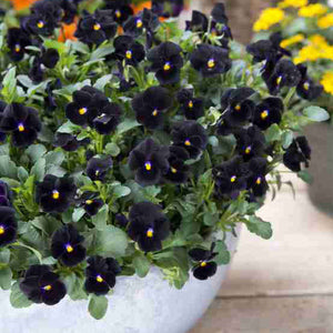 Front view of Back to Black viola showing deep velvety black micro blooms clustered on stems with blurred pot background