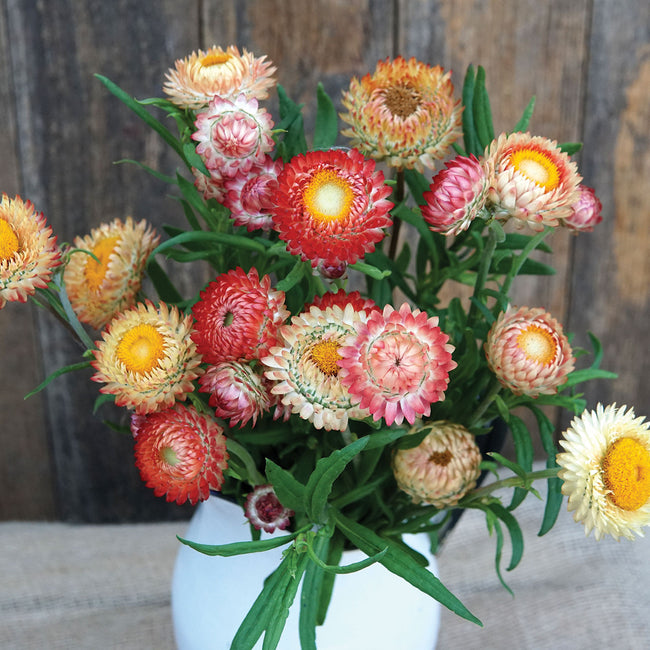 Front view of King Size Salmon strawflower bouquet showing papery salmon, peach, coral, and yellow blooms against a dark background