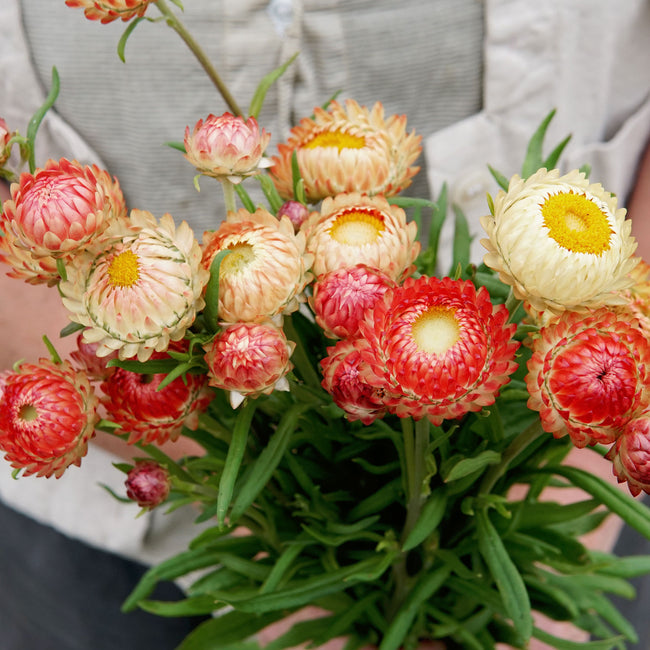 Close-up of King Size Salmon strawflower stems showcasing papery salmon-peach blooms with green foliage background
