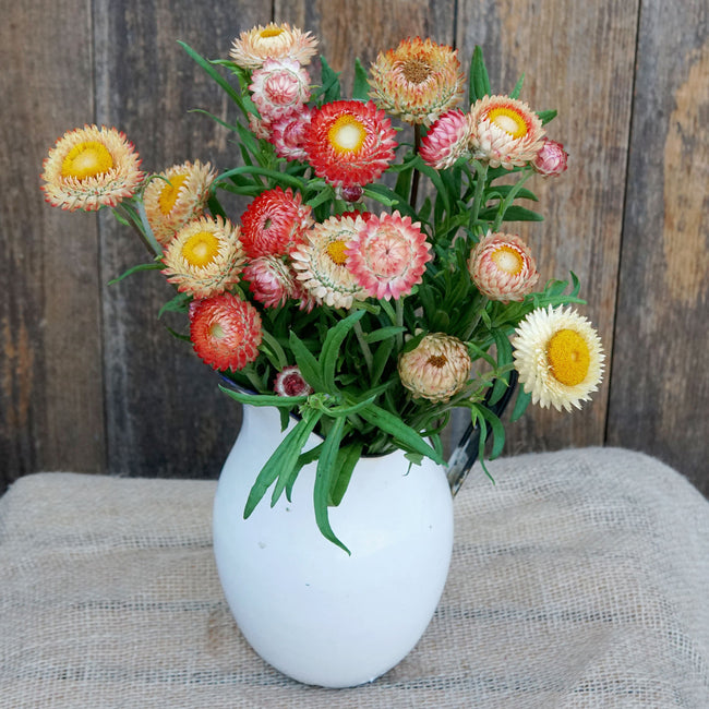 Three quarter view of King Size Salmon strawflower stems in a white vase showcasing papery salmon, coral, and buttery yellow blooms on long stems