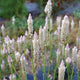Close-up of Xantippe celosia showing upright pink to silver metallic flower spikes against a blurred garden background