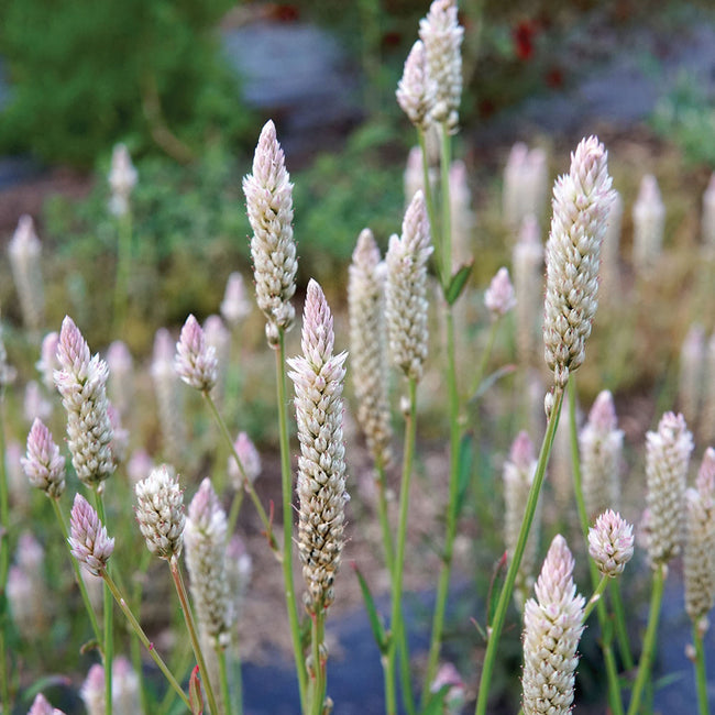 Close-up of Xantippe celosia showing upright pink to silver metallic flower spikes against a blurred garden background