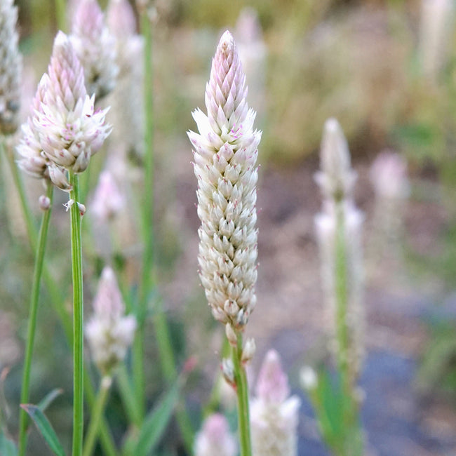 Close-up of Xantippe celosia showing silvery-pink feathery upright flower spikes against a blurred garden background