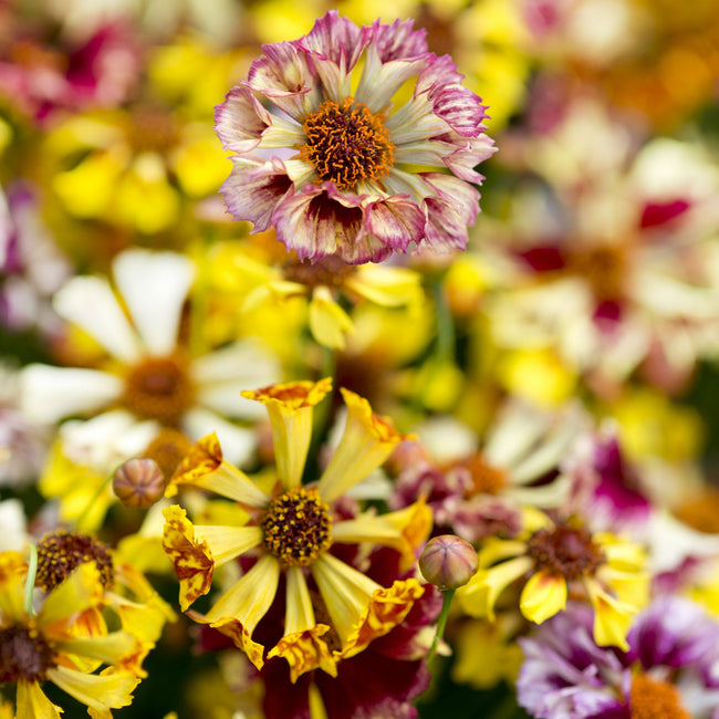 Close-up of colorful COREOPSIS flowers with a blurred background