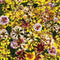 INCREDIBLE! SEA SHELLS FIELDGROWN MIX-COREOPSIS