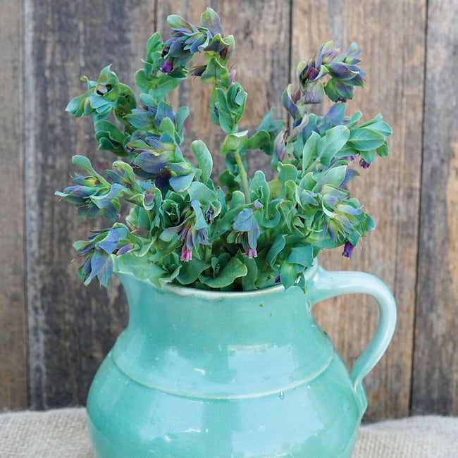 Front view of Cerinthe Kiwi Blue showing blue drooping flowers above silvery-green foliage in a green pitcher