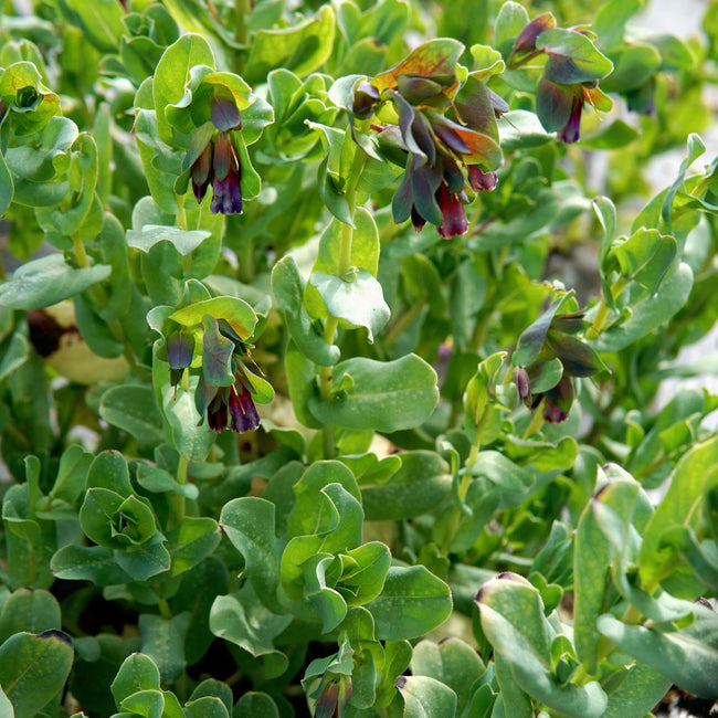 Close-up of Cerinthe Kiwi Blue showing bright aqua-blue tubular blooms above silvery-green, scalloped foliage in a garden