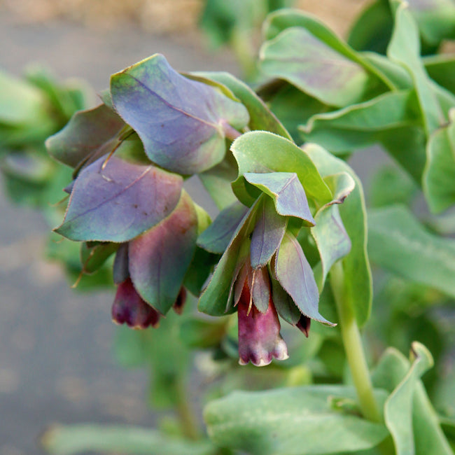 Close-up of Kiwi Blue cerinthe showing aquatic-blue tubular blooms above silvery-green foliage in a garden setting