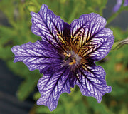 TORA BLUE-SALPIGLOSSIS
