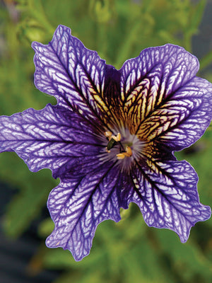 TORA BLUE-SALPIGLOSSIS