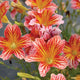 Close-up of Tora Red salpiglossis showcasing rose-colored petals with mauve veins and golden-yellow centers against a soft blurred garden background