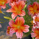 TORA RED-SALPIGLOSSIS