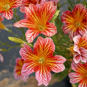 TORA RED-SALPIGLOSSIS