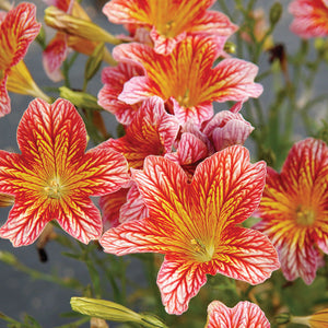 Close-up of Tora Red salpiglossis showcasing rose-colored petals with mauve veins and golden-yellow centers against a soft blurred garden background