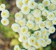 Close-up of Magic Lime Green feverfew showcasing clusters of pale yellow-green button flowers on slender stems with soft foliage background