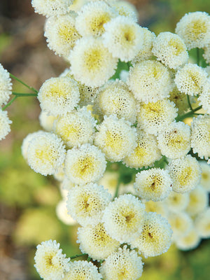 Close-up of Magic Lime Green feverfew showcasing clusters of pale yellow-green button flowers on slender stems with soft foliage background