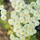 Close-up of Magic Lime Green feverfew showcasing clusters of pale yellow-green button flowers on slender stems with soft foliage background