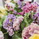 Close up of Elegance Antoinette Mix pansies showcasing large frilly ruffled pastel blooms with green foliage background