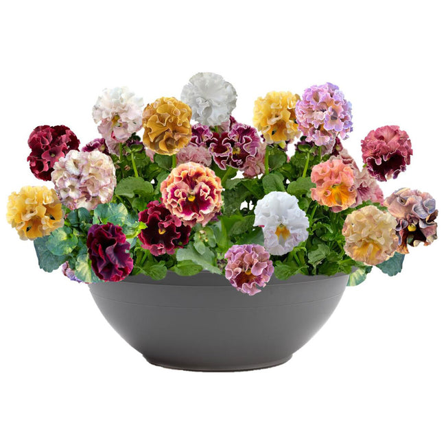 Front view of Elegance Antoinette Mix pansies in a gray bowl showcasing large ruffled multicolored blooms on white background