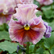 Close-up of Elegance Antoinette Mix pansy showing frilled pastel ruffled petals with blurred green background