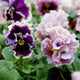 Close-up of purple and white pansy flowers with green leaves. They are elegance antoinette mix pansy flowers.