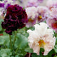 Close-up of a dark purple and a light pink flower with green leaves in the background. They are elegance antoinette mix pansy flowers.