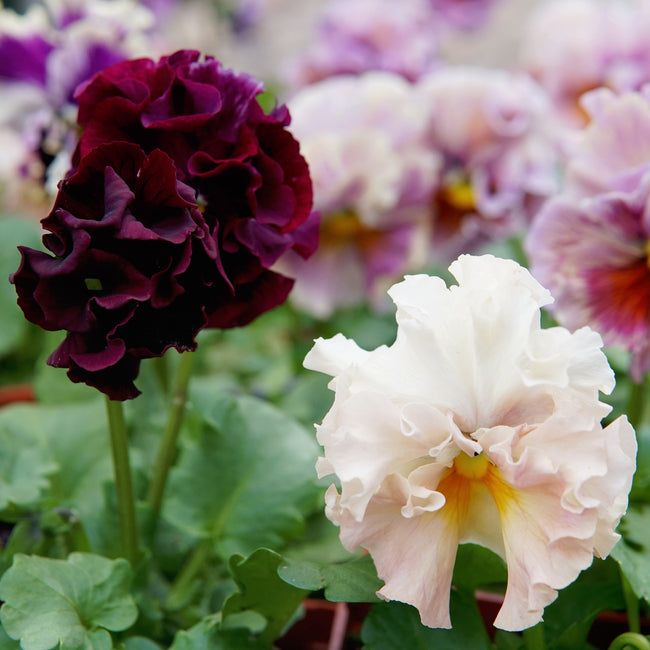 Close-up of a dark purple and a light pink flower with green leaves in the background. They are elegance antoinette mix pansy flowers.