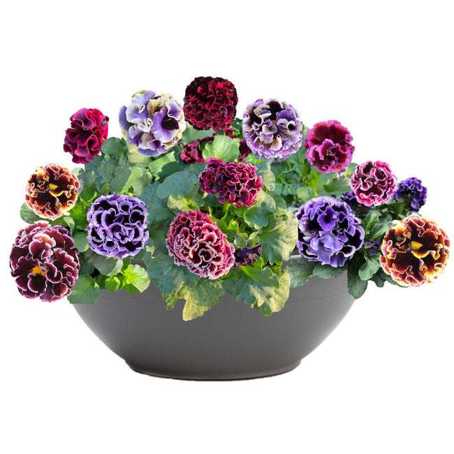 Front view of Elegance Twilight Mix pansies in a gray bowl showing ruffled maroon, indigo, and fuchsia blooms on white background