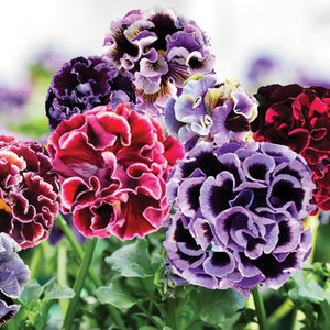 Close-up of Elegance Twilight Mix pansy showing ruffled deep maroon, indigo, and fuchsia petals with green foliage background