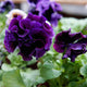 Close-up of a purple flower with green leaves. It's an elegance twilight mix pansy.