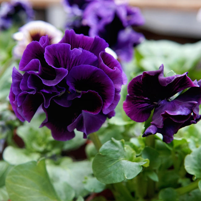 Close-up of a purple flower with green leaves. It's an elegance twilight mix pansy.