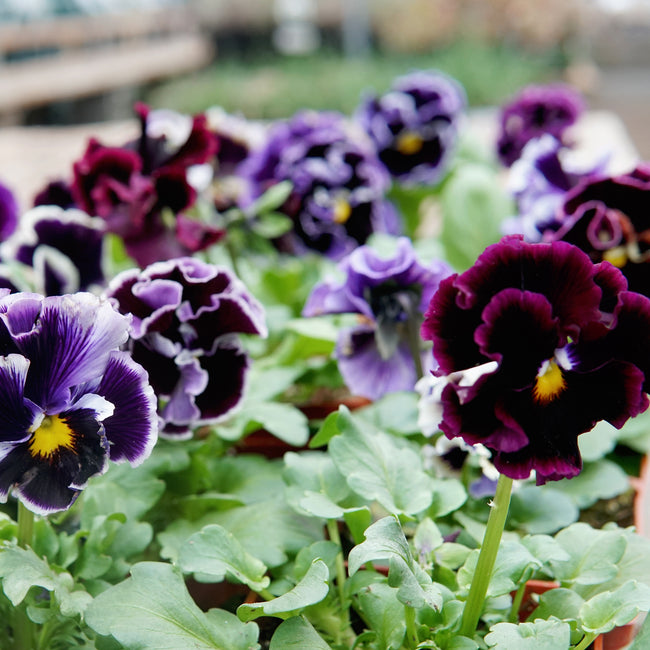 Close-up of purple and yellow flowers with a blurred garden background. They are elegance twilight mix pansies.