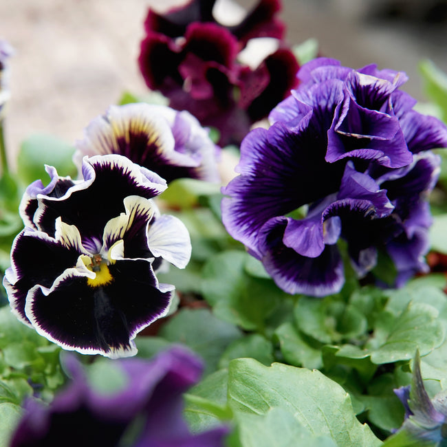 Close-up of purple and white flowers with green leaves. They are elegance twilight mix pansies.