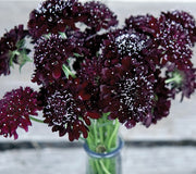 Front view of Black Knight scabiosa showing deep burgundy-black pompom flowers on long stems against a white background