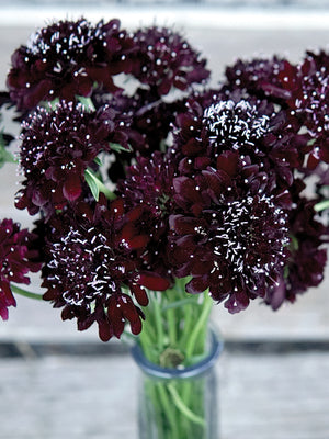 Front view of Black Knight scabiosa showing deep burgundy-black pompom flowers on long stems against a white background