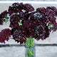 Front view of Black Knight scabiosa showing deep burgundy-black pompom flowers on long stems against a white background