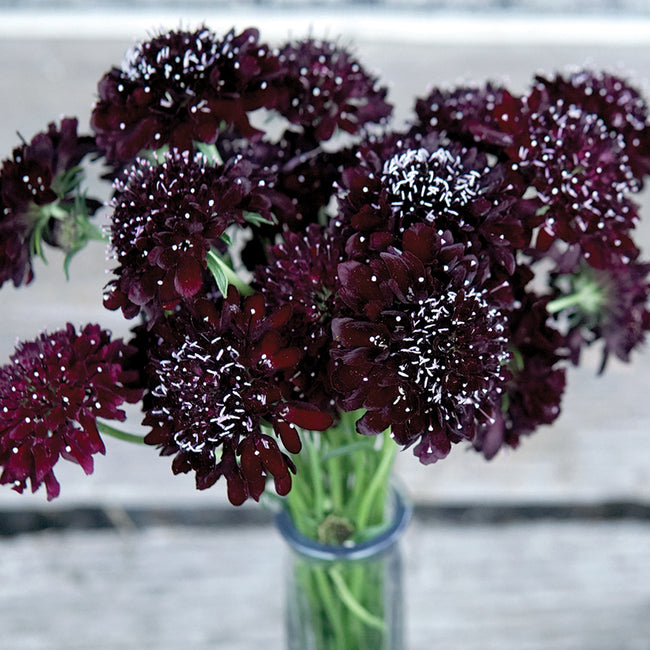 Front view of Black Knight scabiosa showing deep burgundy-black pompom flowers on long stems against a white background