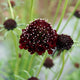 Close-up of Black Knight scabiosa bloom showcasing deep burgundy velvety petals and nearby seed buds against a blurred green background
