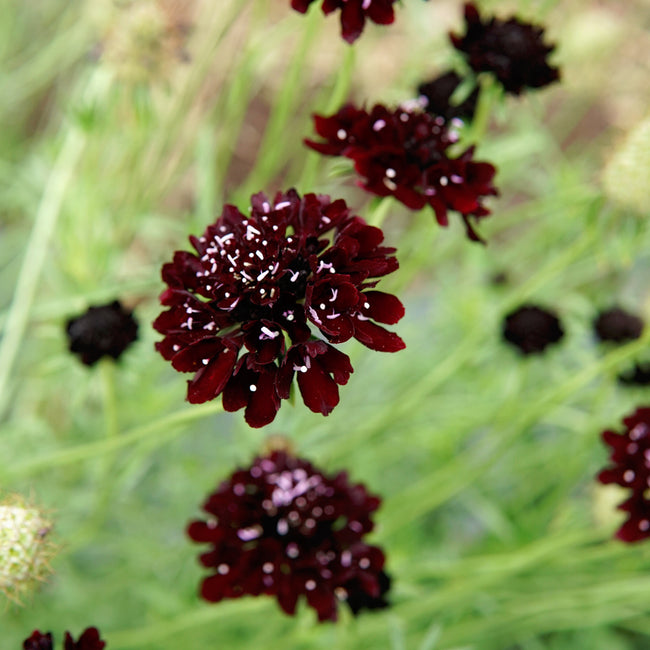 Close-up of Black Knight scabiosa showcasing deep burgundy, nearly black flowers with slender green stems and blurred garden background