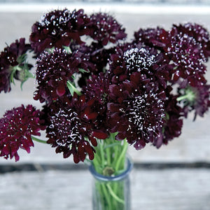 Front view of Black Knight scabiosa showing deep burgundy-black pompom flowers on long stems against a white background