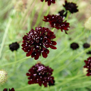 Close-up of Black Knight scabiosa showcasing deep burgundy, nearly black flowers with slender green stems and blurred garden background