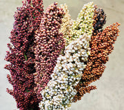 Close-up of Prairie Pearls sorghum showing mixed bronze, pink, cream, white and burgundy seed heads