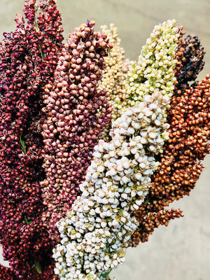 Close-up of Prairie Pearls sorghum showing mixed bronze, pink, cream, white and burgundy seed heads