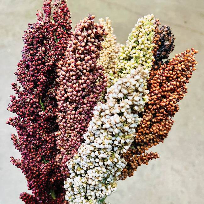 Close-up of Prairie Pearls sorghum showing mixed bronze, pink, cream, white and burgundy seed heads