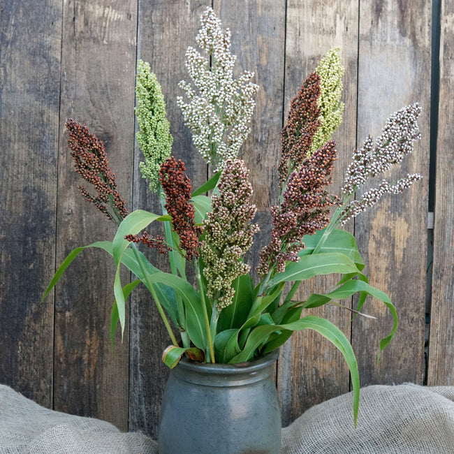 PRAIRIE PEARLS MIX-SORGHUM GRASS