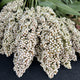 Close-up of Prairie Pearls sorghum grass seedheads showing dense cream-colored flower clusters against green foliage