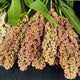Close-up of Prairie Pearls sorghum grass showing mixed pink, bronze, cream, and burgundy flower clusters against green foliage