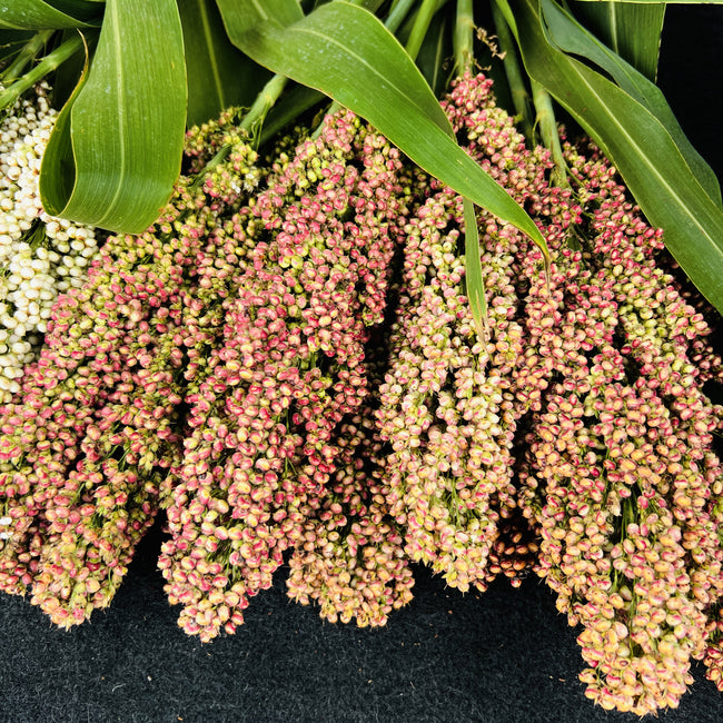 Close-up of Prairie Pearls sorghum grass showing mixed pink, bronze, cream, and burgundy flower clusters against green foliage