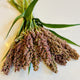 Close-up of Prairie Pearls sorghum grass seed heads showing mixed bronze and burgundy flower clusters with green leaves