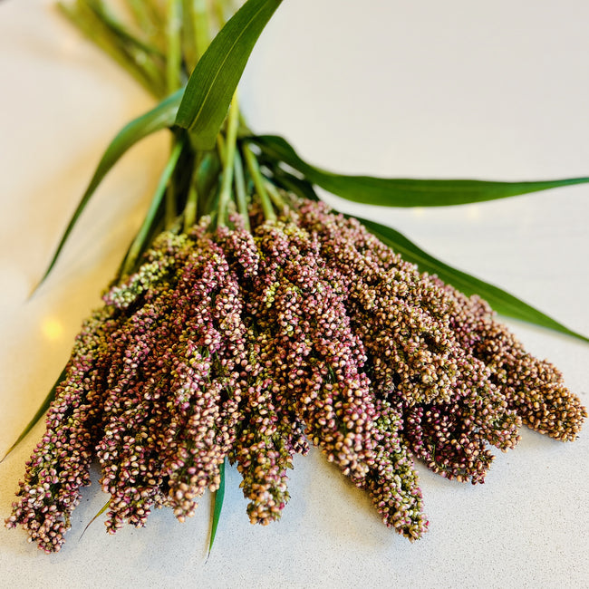 Close-up of Prairie Pearls sorghum grass seed heads showing mixed bronze and burgundy flower clusters with green leaves